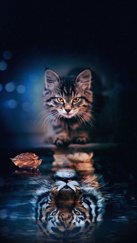 DIAMOND PAINTING - KATZE UND TIGER