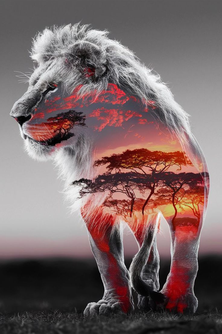 DIAMOND PAINTING - Löwe