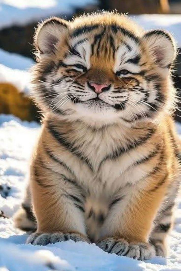 DIAMOND PAINTING - Tiger