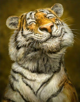 DIAMOND PAINTING -lächelnder Tiger