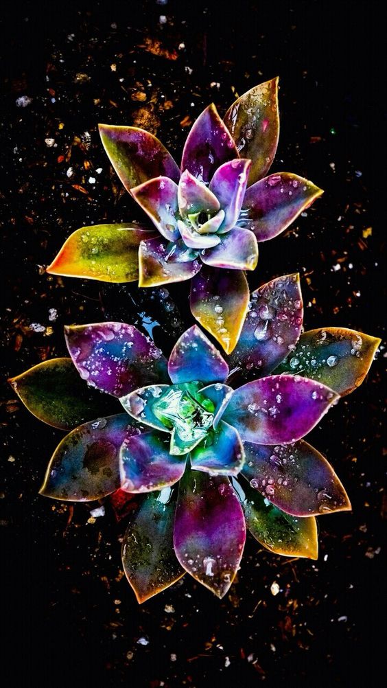 DIAMOND PAINTING - BLUME