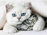 ZWEI KATZEN