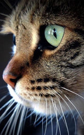 DIAMOND PAINTING - Katze